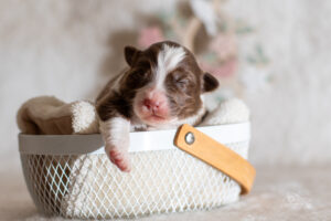 Chiot berger australien femelle rouge tricolore