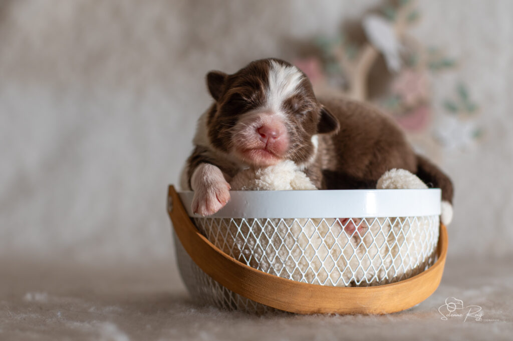 Femelle rouge tricolore 2 Chiot berger australien femelle rouge tricolore