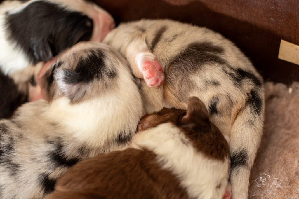 Ces patounes ! <3 Chiots berger australien