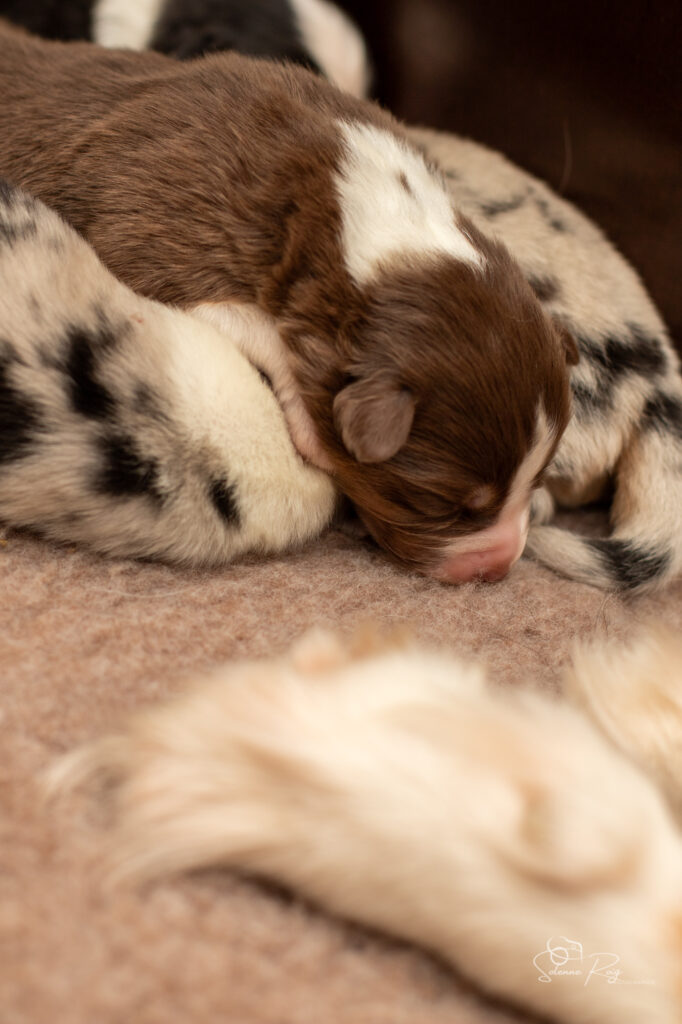 Gros dodo bien repus Chiots berger australien