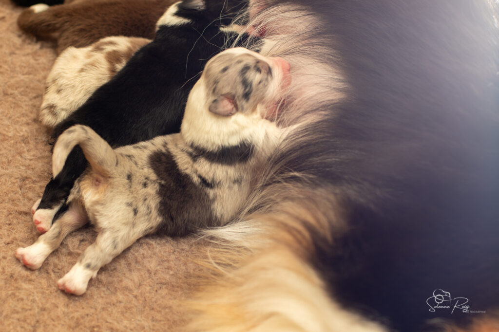 Miam miam le bon lait de maman ! Chiots berger australien