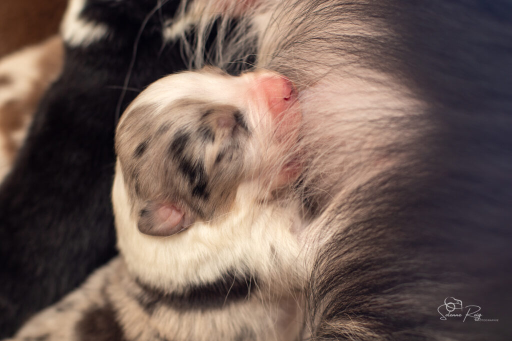 Mâle bleu merle Chiots berger australien