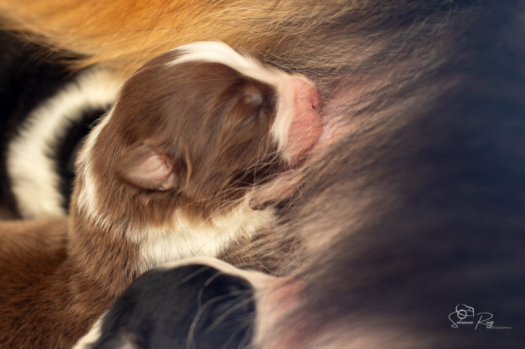 Femelle rouge tricolore 2 Chiots berger australien
