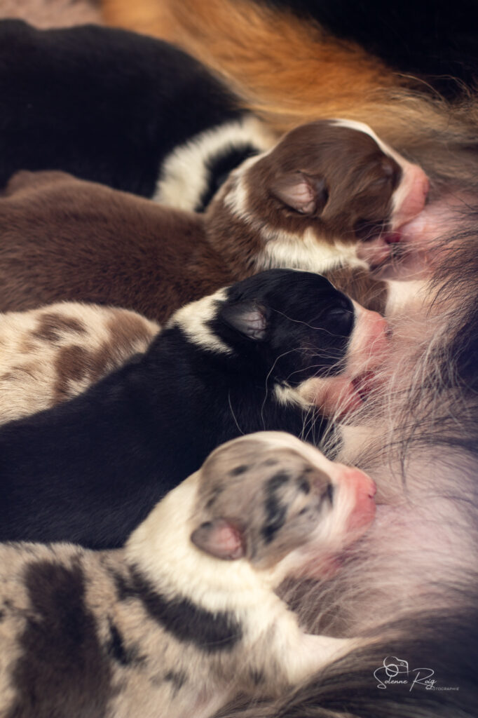 On prend des forces ! Chiots berger australien