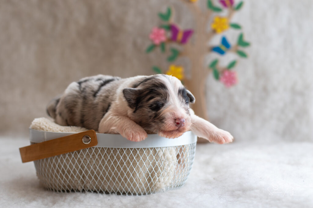 Chiot berger australien Femelle bleue merle 1 - 7 jours