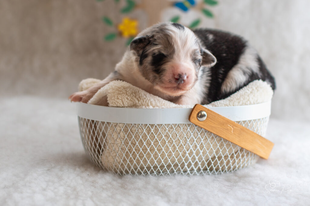 Chiot berger australien Femelle bleue merle 2 - 7 jours