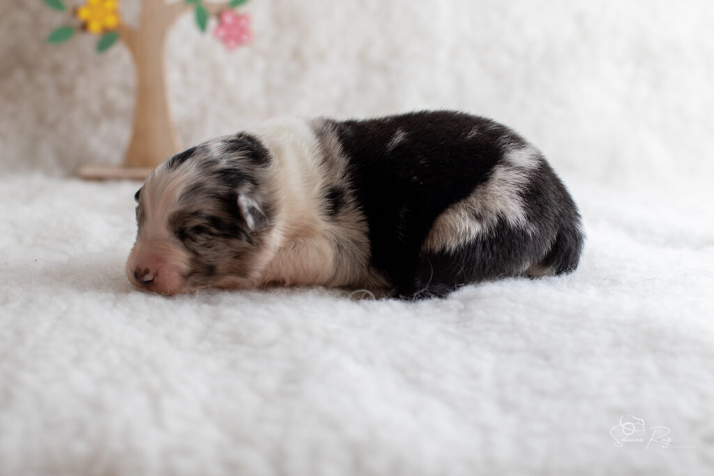 Chiot berger australien Femelle bleue merle 2 - 7 jours