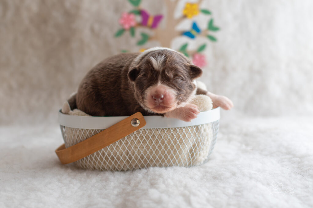 Chiot berger australien femelle rouge tricolore - 7 jours