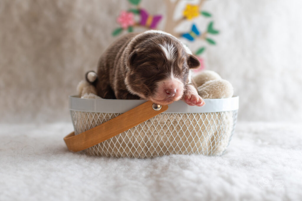Chiot berger australien Femelle rouge tricolore 1 - 7 jours