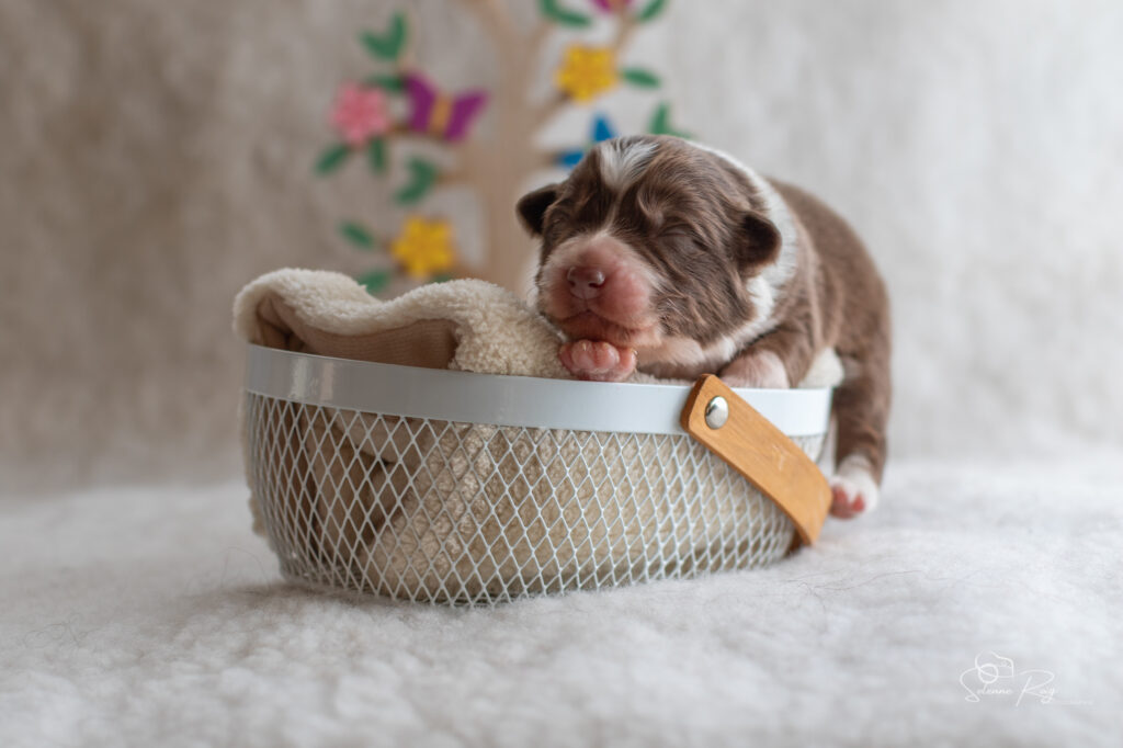 Chiot berger australien femelle rouge tricolore - 7 jours