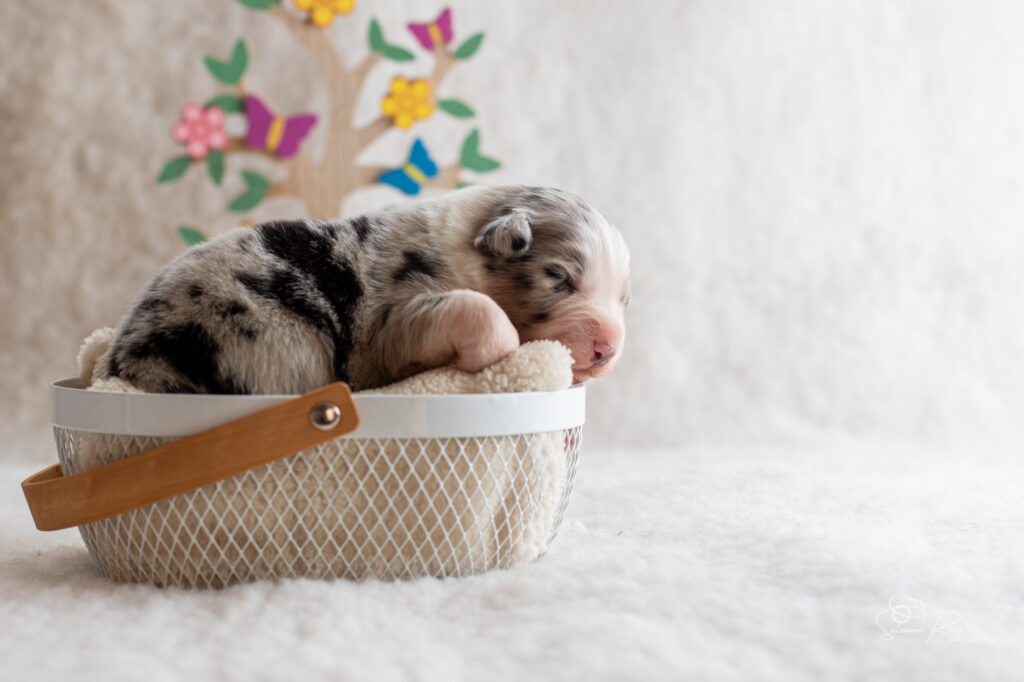 Chiot berger australien Femelle bleue merle - 7 jours