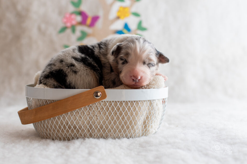 Chiot berger australien Femelle bleue merle - 7 jours