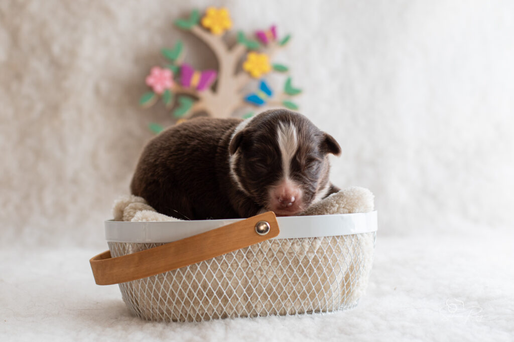 Chiot berger australien femelle rouge tricolore - 7 jours