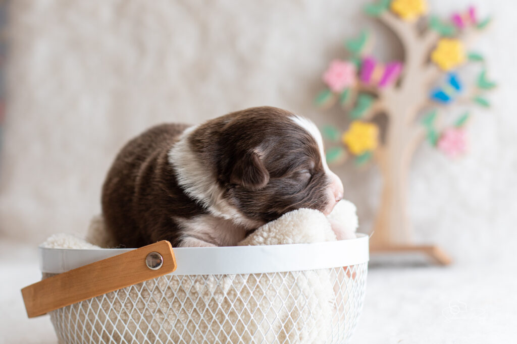 Chiot berger australien femelle rouge tricolore - 7 jours