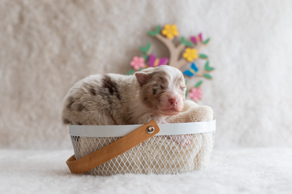 Chiot berger australien femelle rouge merle- 7 jours