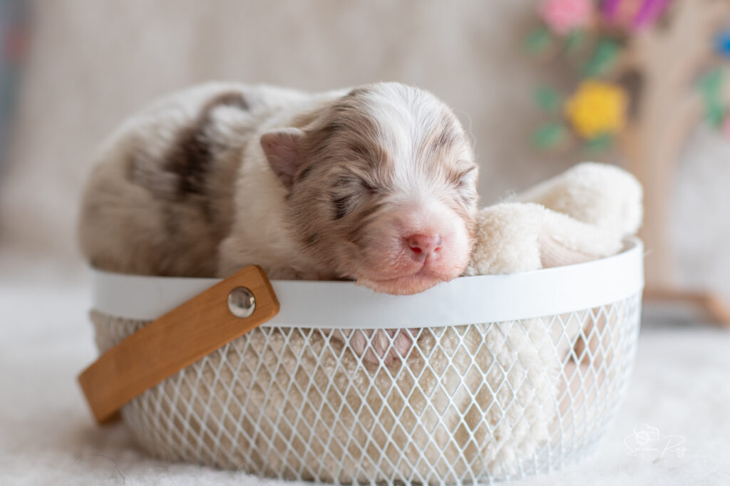 Chiot berger australien femelle rouge merle - 7 jours