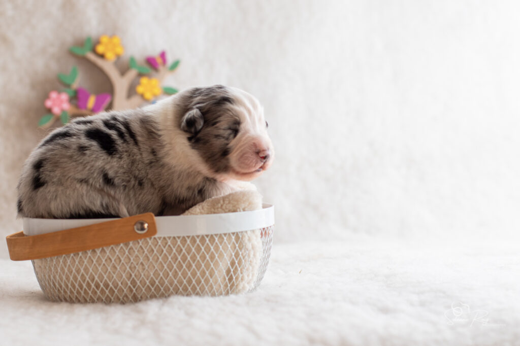 Chiot berger australien Mâle bleu merle - 7 jours
