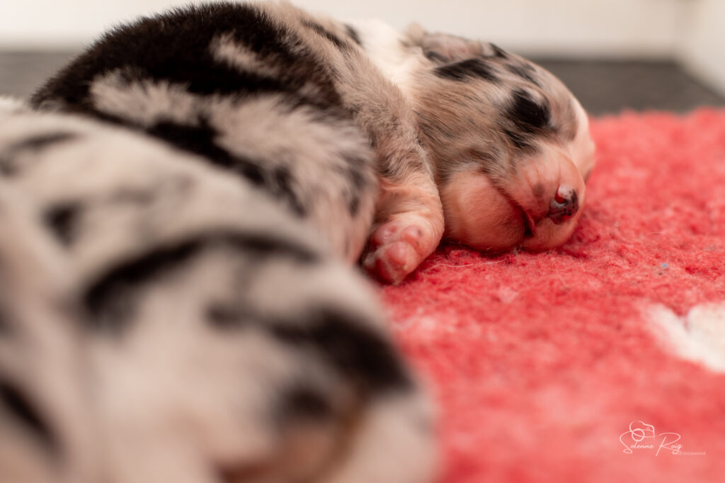 Chiots berger australien femelle bleue merle