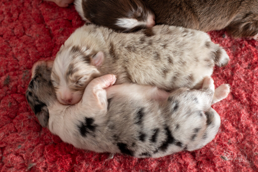 Chiots berger australien