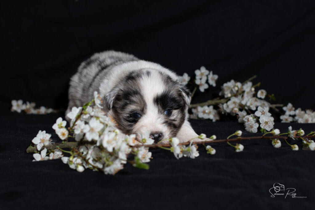 Chiot berger australien bleu merle