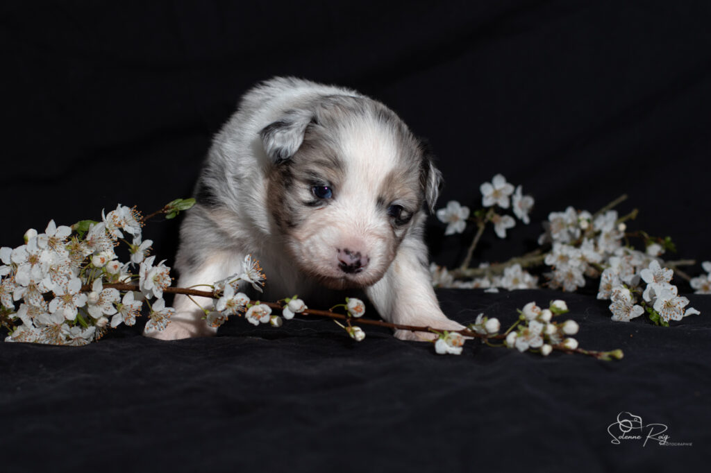 Chiot berger australien bleu merle
