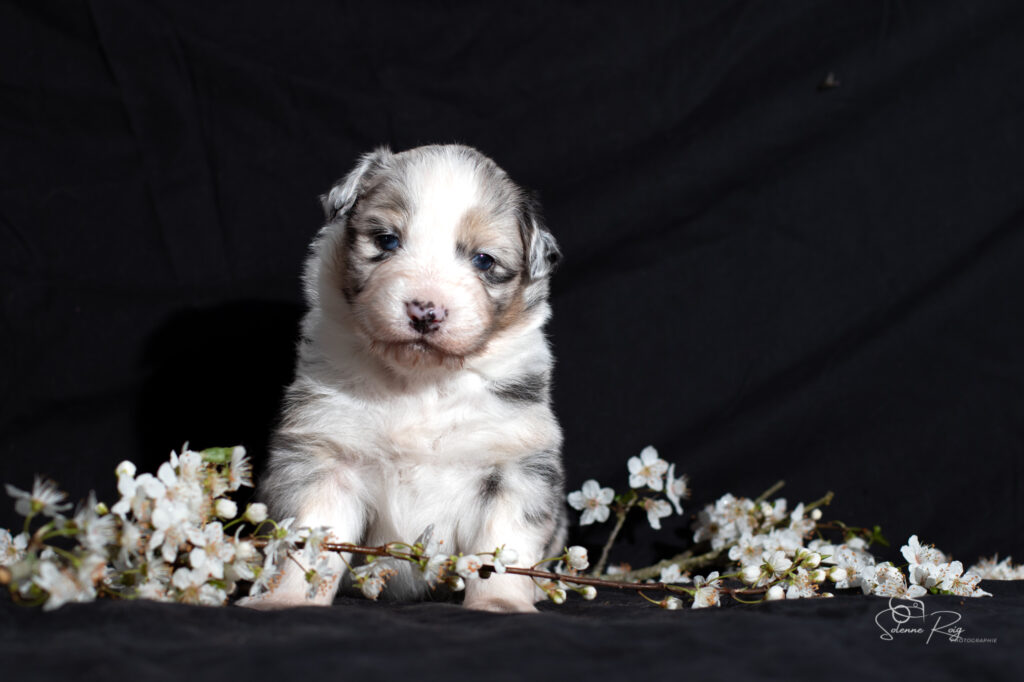Chiot berger australien bleu merle