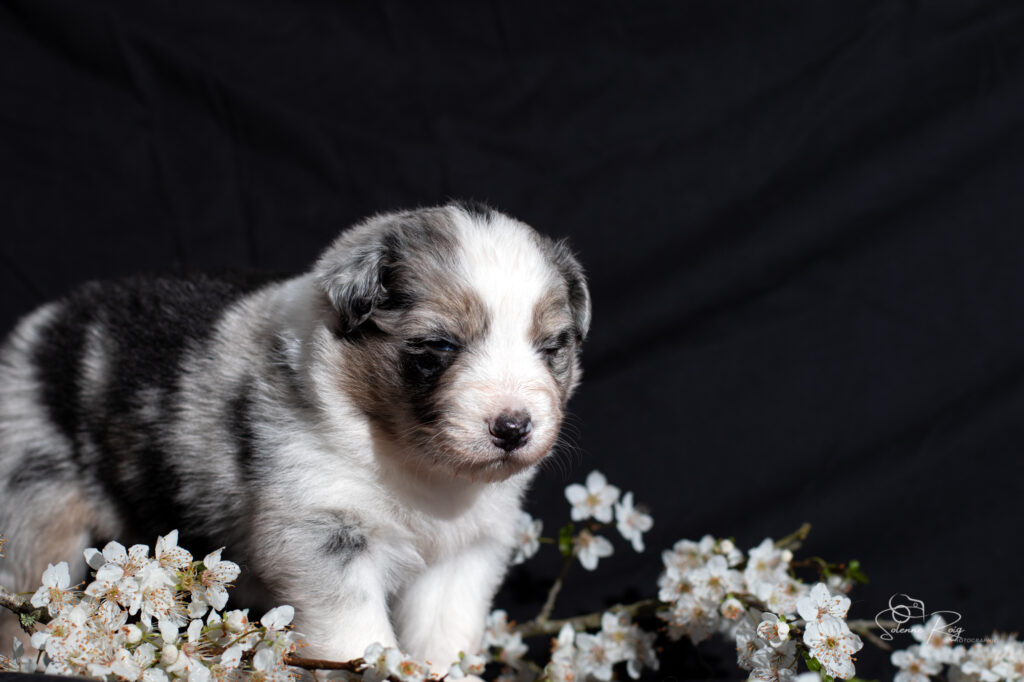 Chiot berger australien bleu merle