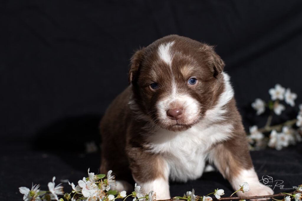 Chiot berger australien rouge tricolore - 7 jours