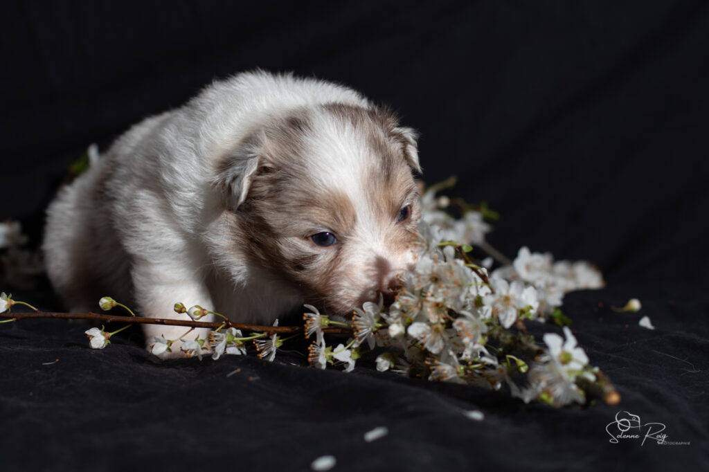 Chiot berger australien rouge merle