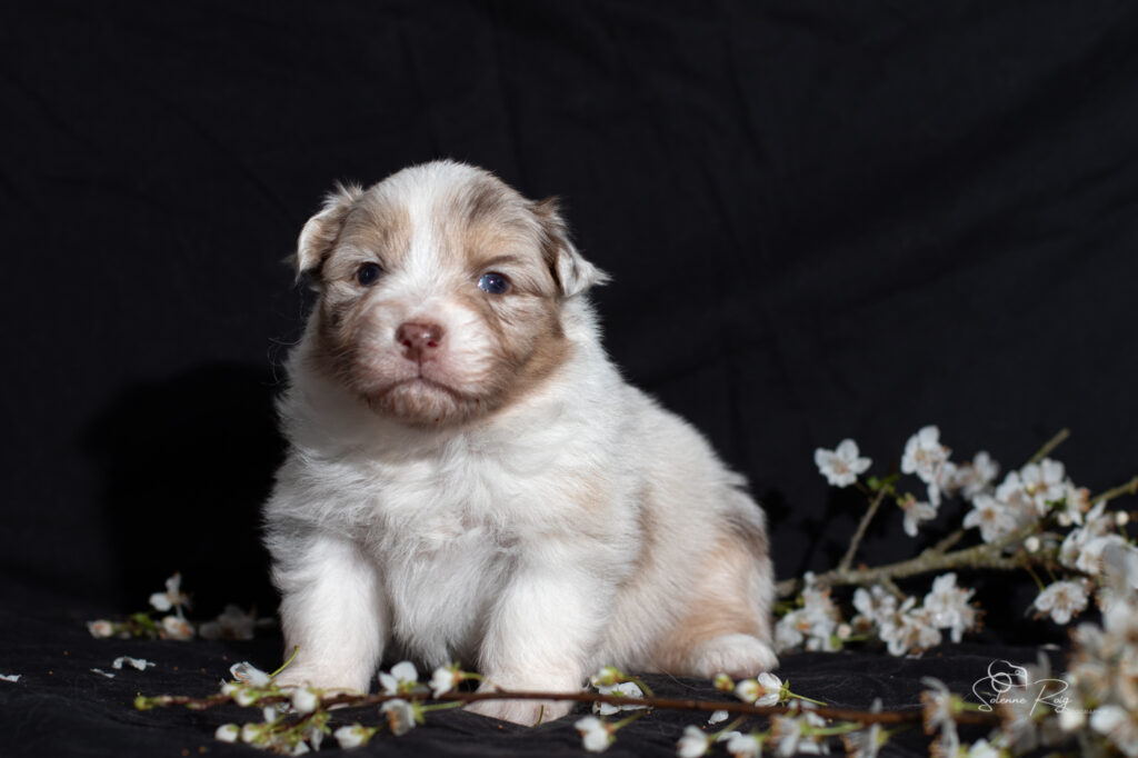 Chiots berger australien rouge merle