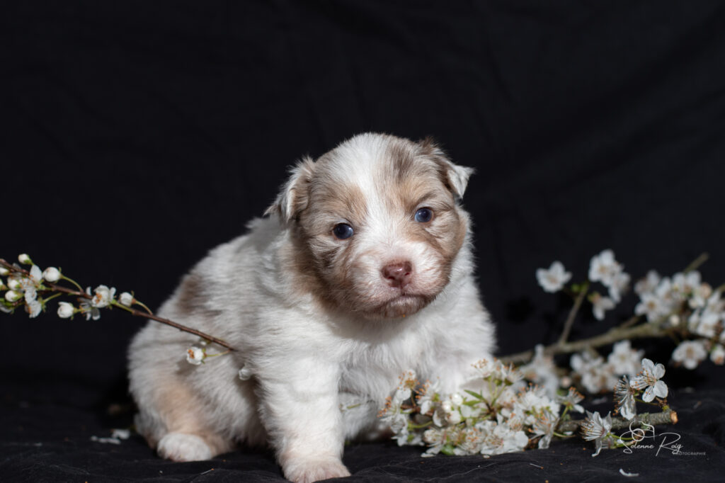 Chiot berger australien rouge merle