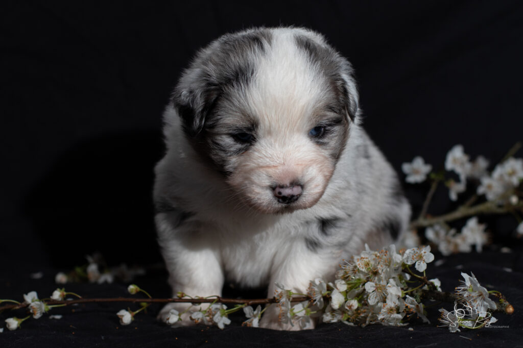 Chiot berger australien bleu merle