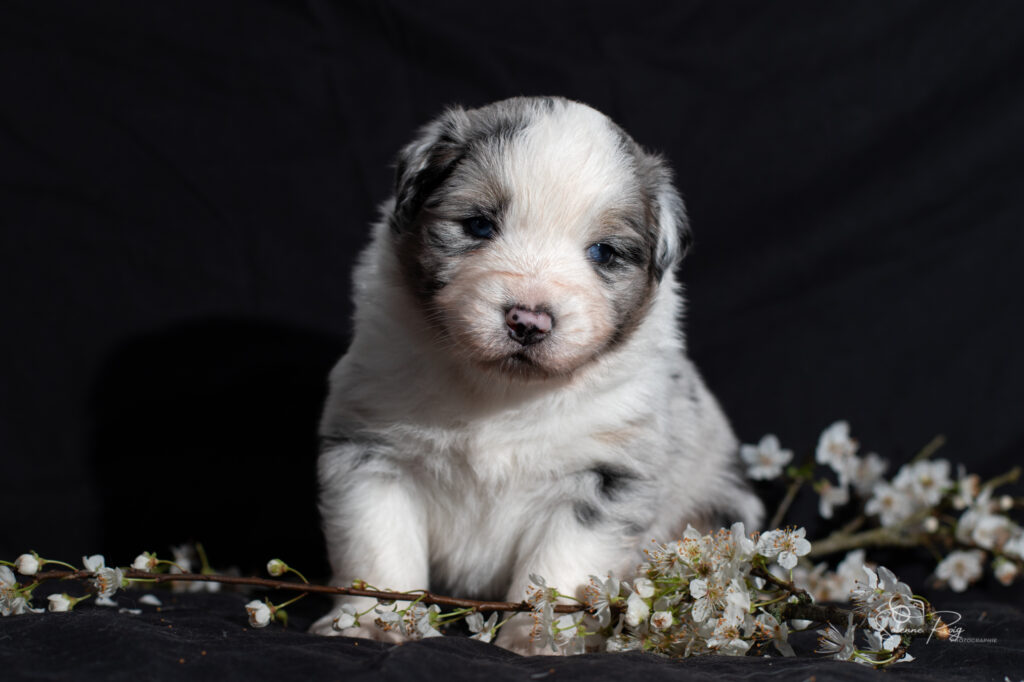 Chiot berger australien bleu merle