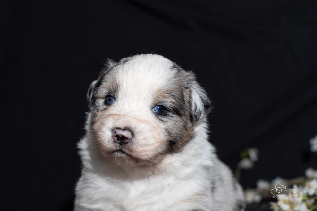 Mâle bleu merle - 3 semaines