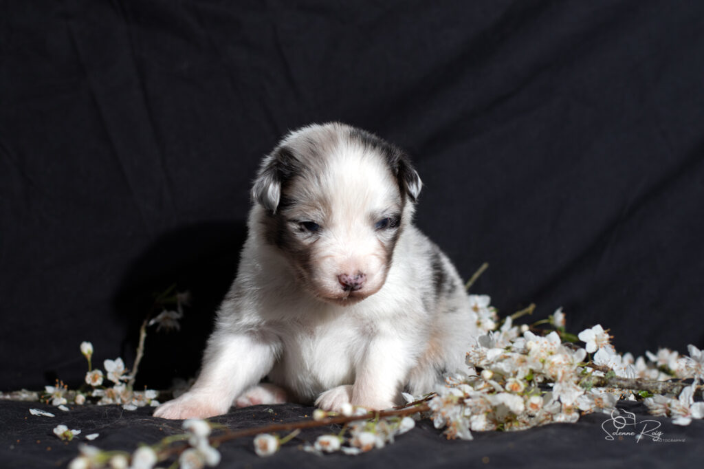 Chiot berger australien bleu merle
