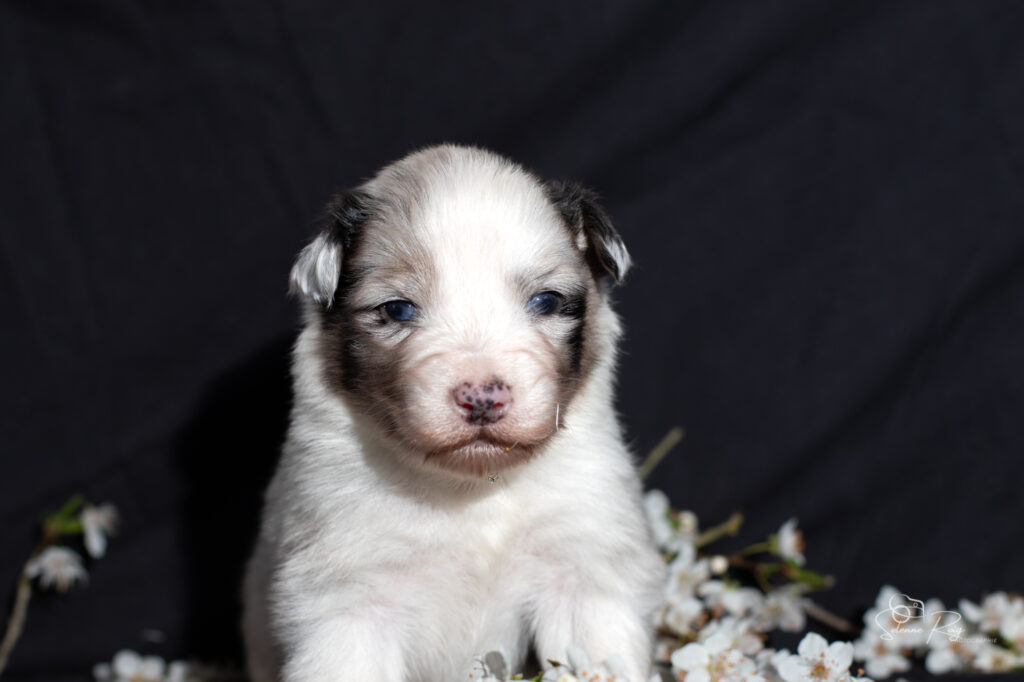 Chiot berger australien bleu merle