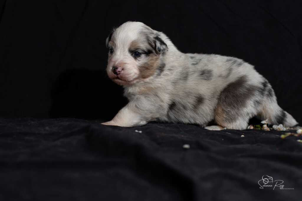 Chiot berger australien bleu merle