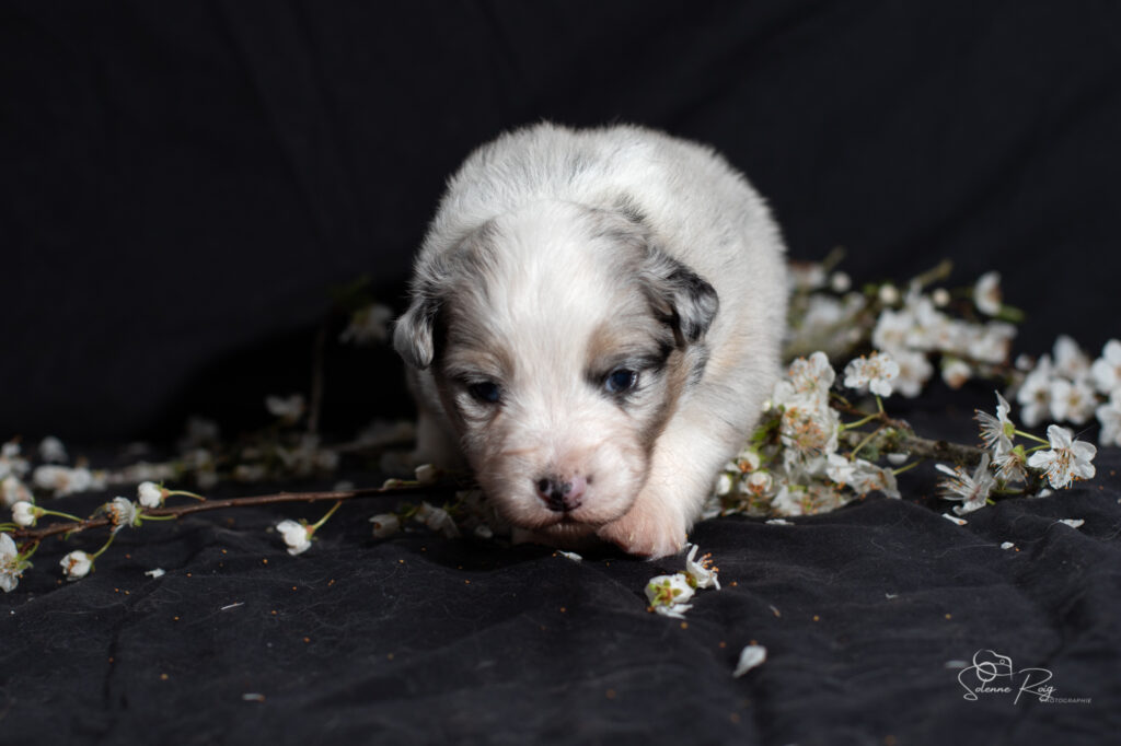 Chiot berger australien bleu merle