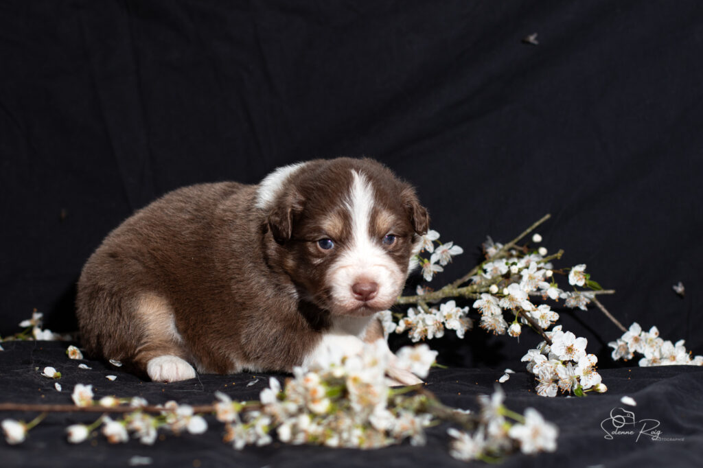 Chiot berger australien femelle rouge tricolore