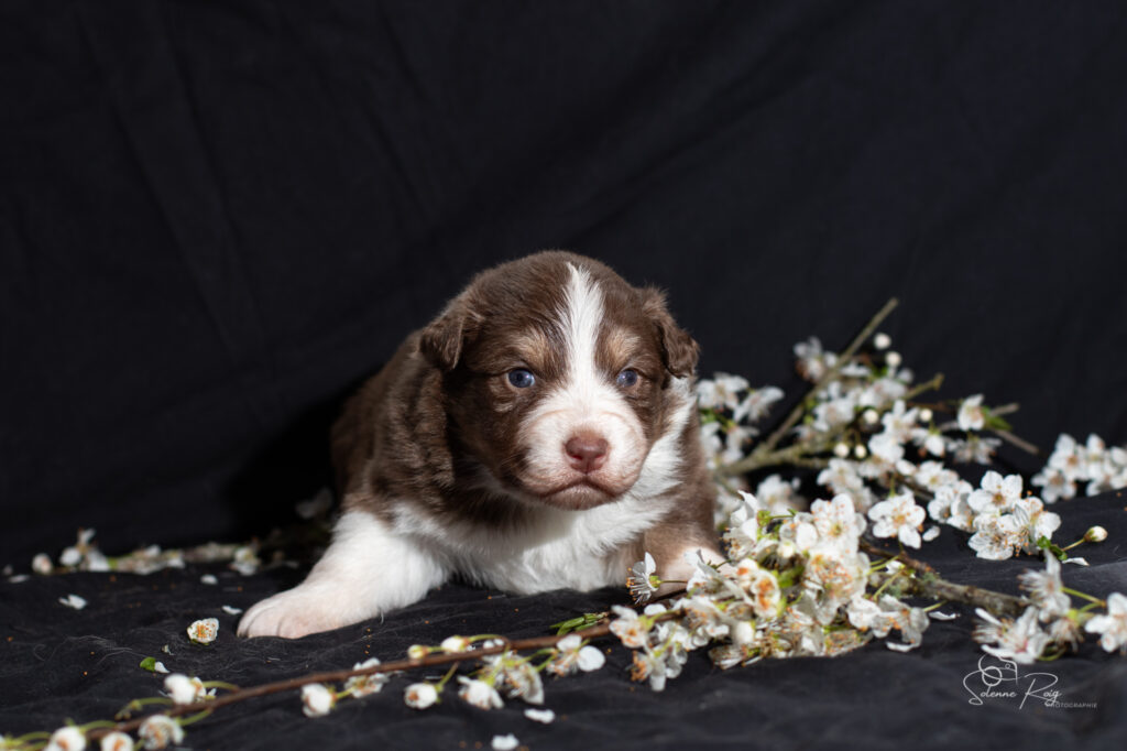 Chiot berger australien rouge tricolore