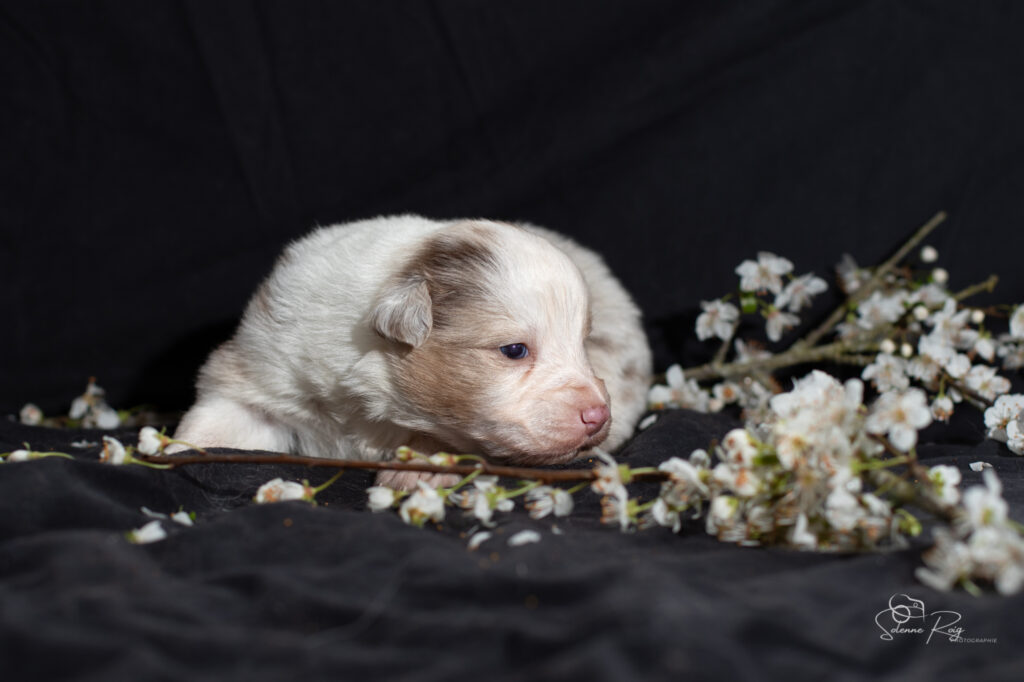 Chiots berger australien rouge merle