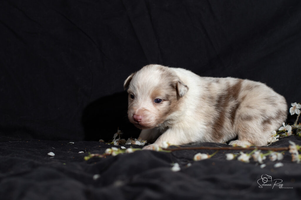 Chiot berger australien rouge merle