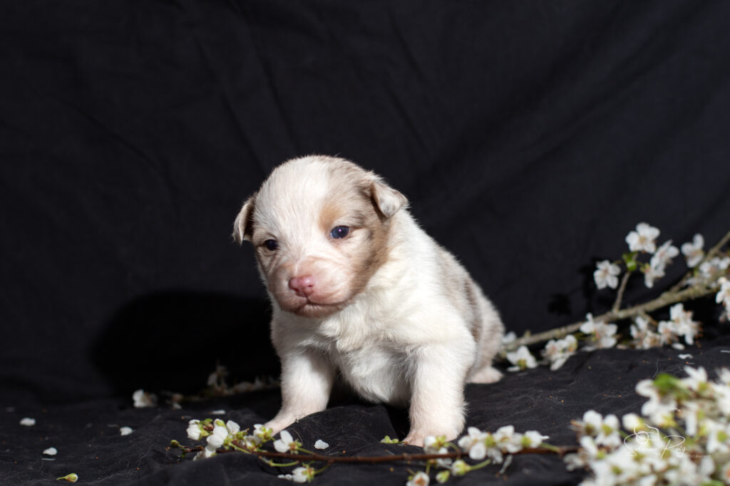 Chiot berger australien rouge merle