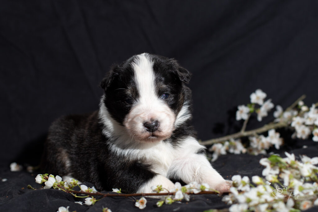 Chiots berger australien noir tricolore