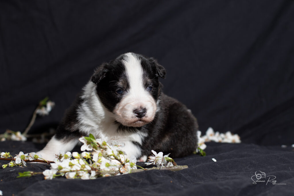 Chiots berger australien noir tricolore