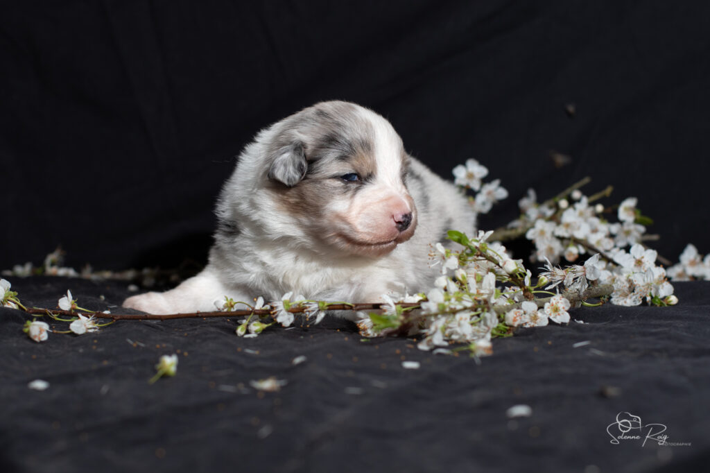 Chiot berger australien bleu merle