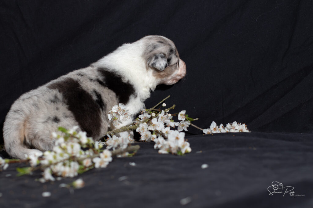 Chiot berger australien bleu merle
