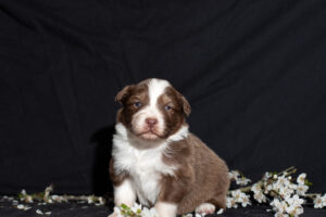 Chiot berger australien femelle rouge tricolore