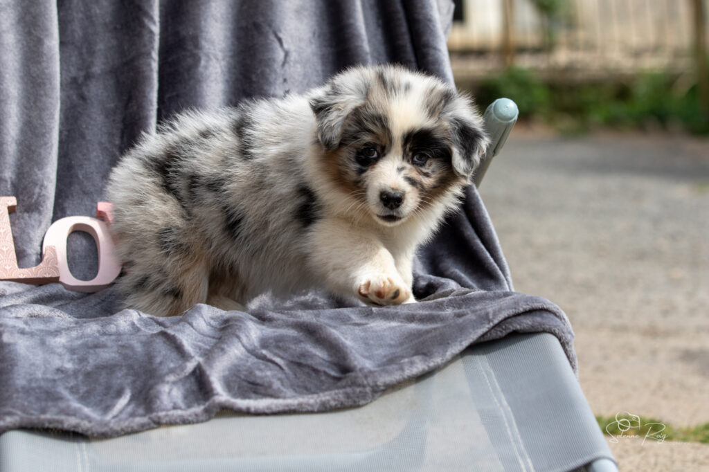 Chiot berger australien bleu merle