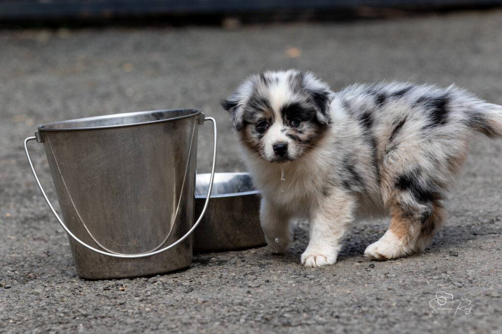 Chiot berger australien bleu merle